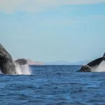 Una joven ballena jorobada fue rescatada con éxito en inmediaciones de Bahía de los Ángeles, Baja California, gracias a la rápida intervención de la Secretaría de Marina (Semar), en coordinación con la Procuraduría Federal de Protección al Ambiente y la Comisión Nacional de Pesca y Acuacultura.