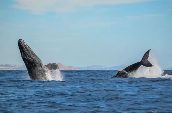 Una joven ballena jorobada fue rescatada con éxito en inmediaciones de Bahía de los Ángeles, Baja California, gracias a la rápida intervención de la Secretaría de Marina (Semar), en coordinación con la Procuraduría Federal de Protección al Ambiente y la Comisión Nacional de Pesca y Acuacultura.