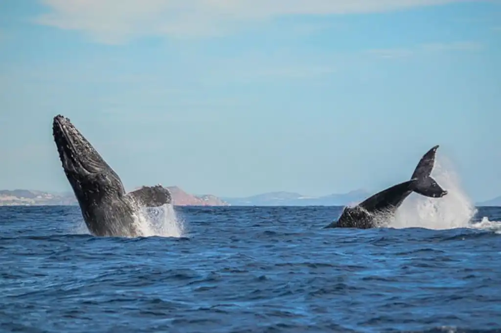 Una joven ballena jorobada fue rescatada con éxito en inmediaciones de Bahía de los Ángeles, Baja California, gracias a la rápida intervención de la Secretaría de Marina (Semar), en coordinación con la Procuraduría Federal de Protección al Ambiente y la Comisión Nacional de Pesca y Acuacultura.