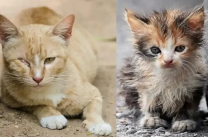 En la comunidad de El Guamúchil, municipio de Xichú, Guanajuato, se llevó a cabo una “carrera de gatos” durante una fiesta patronal, en la que los animales fueron atados con fuegos artificiales y perseguidos mientras estos estallaban. El caso ha provocado una ola de indignación entre grupos defensores de los derechos de los animales, quienes exigen justicia y castigo para los responsables.