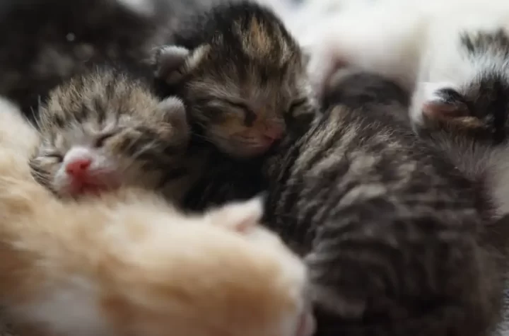 Una grave denuncia de crueldad animal ha conmocionado a vecinos de la colonia Colli Urbano en Zapopan, Jalisco, luego de que un video difundido en redes sociales mostrara a dos mujeres de la tercera edad envenenando a ocho gatitos recién nacidos.