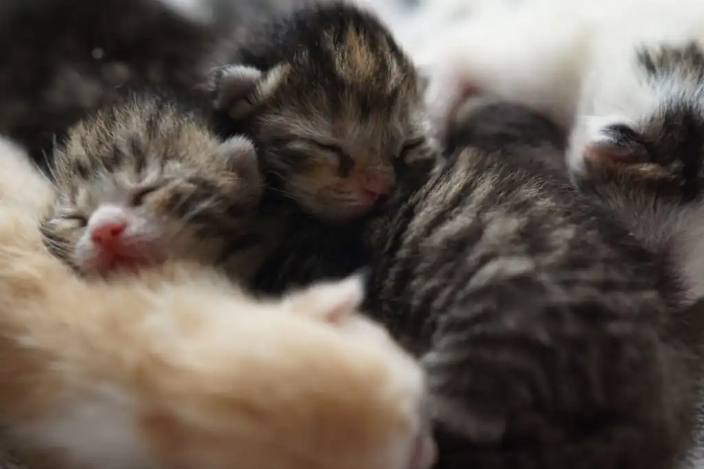 Una grave denuncia de crueldad animal ha conmocionado a vecinos de la colonia Colli Urbano en Zapopan, Jalisco, luego de que un video difundido en redes sociales mostrara a dos mujeres de la tercera edad envenenando a ocho gatitos recién nacidos.