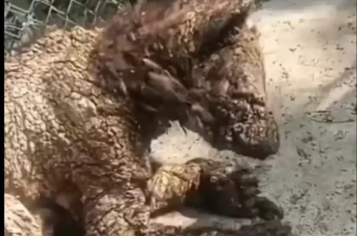 Una joven osa parda de aproximadamente dos años de edad ha desatado indignación en redes sociales tras difundirse imágenes que evidencian su grave deterioro dentro del zoológico La Pastora, en Nuevo León.