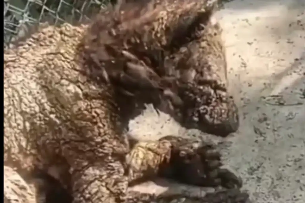 Una joven osa parda de aproximadamente dos años de edad ha desatado indignación en redes sociales tras difundirse imágenes que evidencian su grave deterioro dentro del zoológico La Pastora, en Nuevo León.