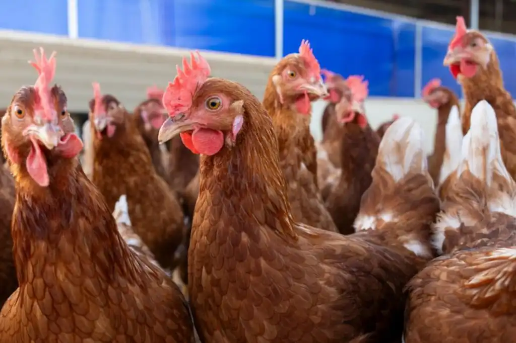 Primera muerte humana por virus H5N5 en Estados Unidos genera alerta sanitaria.