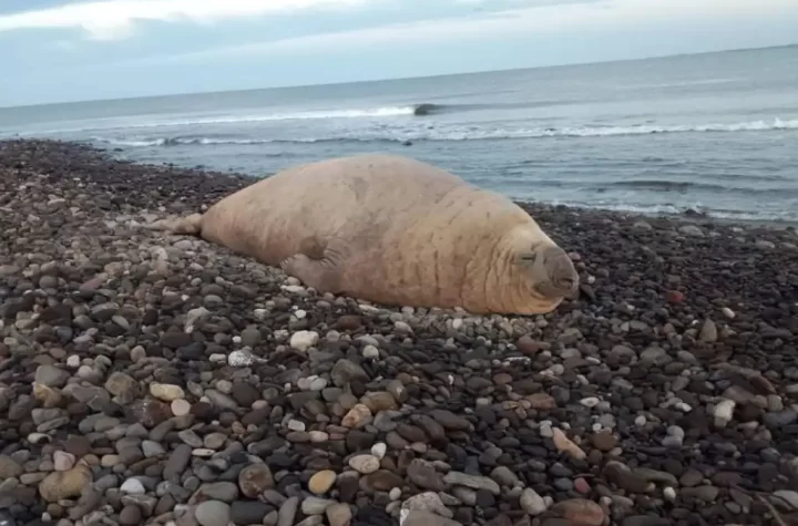 Un elefante marino del sur (Mirounga leonina), conocido como “Panchito”, causó gran sensación este martes en Playa Los Ayala, Nayarit, mientras se asoleaba frente a turistas y curiosos.
