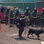Togo, el perrito héroe que ayudó a localizar víctimas tras derrumbe en San Antonio Abad