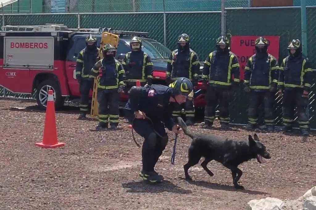 Togo, el perrito héroe que ayudó a localizar víctimas tras derrumbe en San Antonio Abad