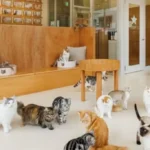 Rescatan con vida a 25 gatos atrapados tras el terremoto en Japón