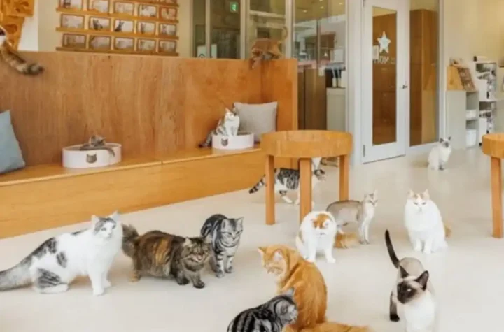 Rescatan con vida a 25 gatos atrapados tras el terremoto en Japón
