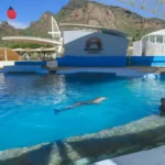Delfín Moana muere en Sonora; Profepa inicia investigación