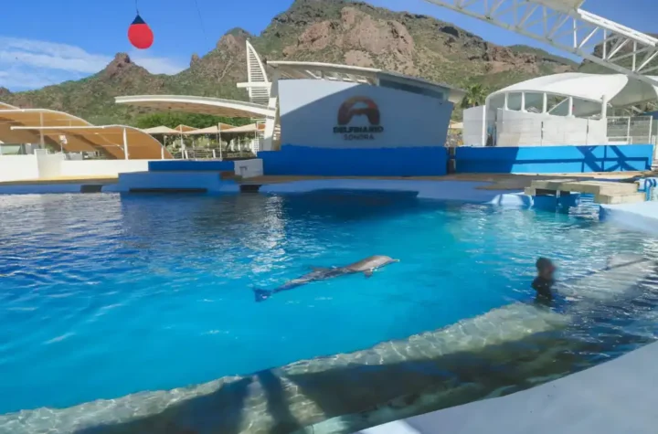 Delfín Moana muere en Sonora; Profepa inicia investigación