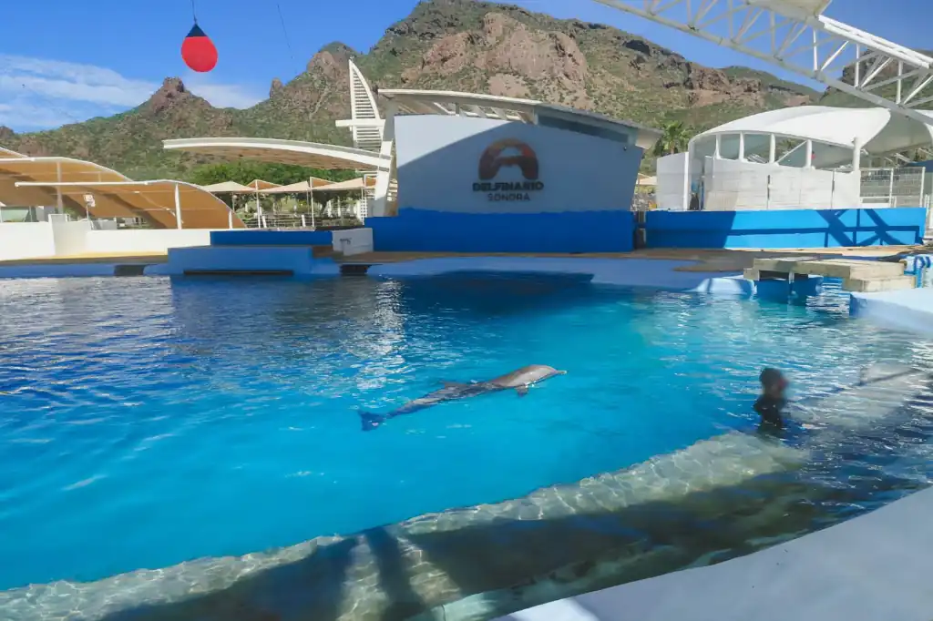Delfín Moana muere en Sonora; Profepa inicia investigación